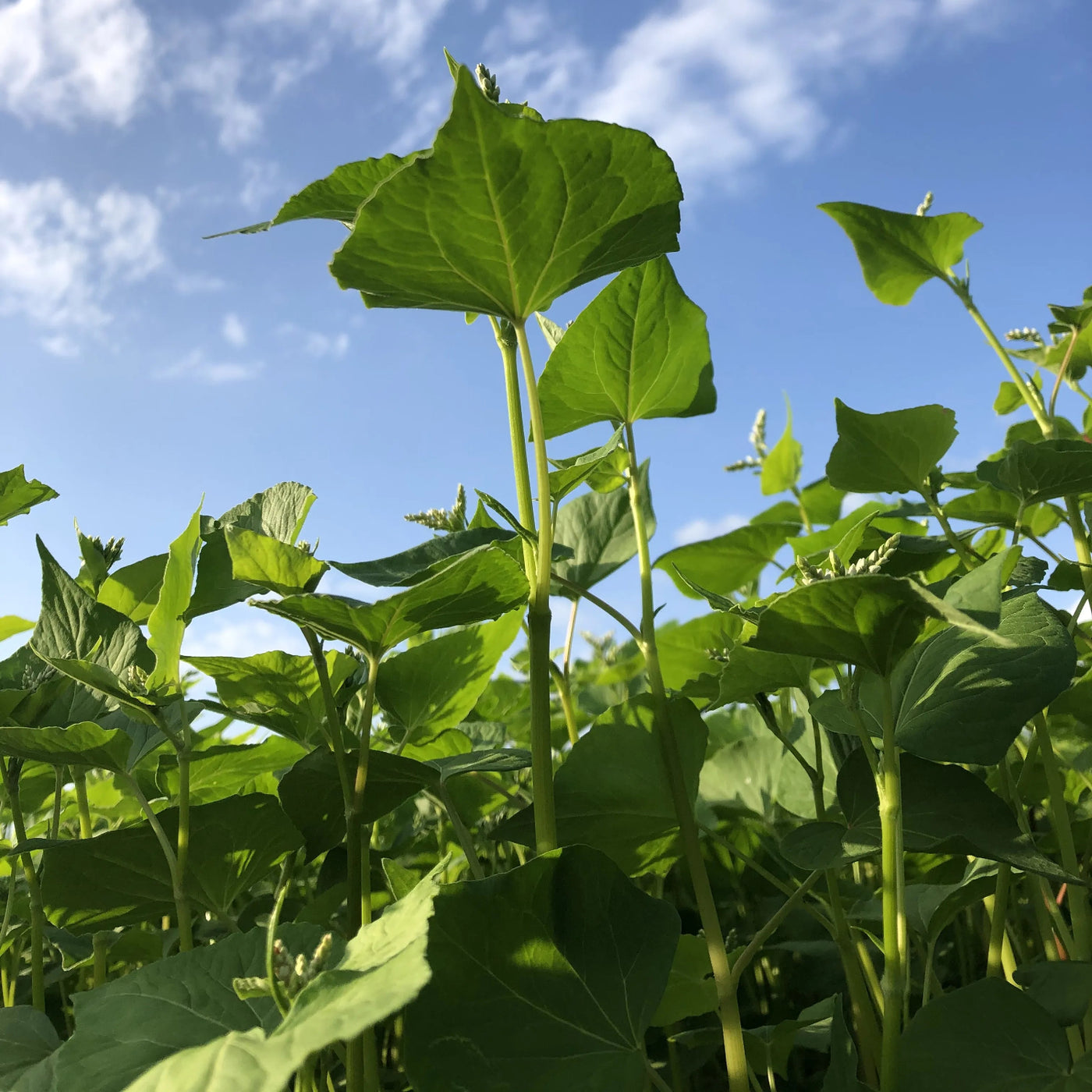 Ichikara 100% Buckwheat Dried Soba Noodles 6.35oz/180g (Pack of 36)