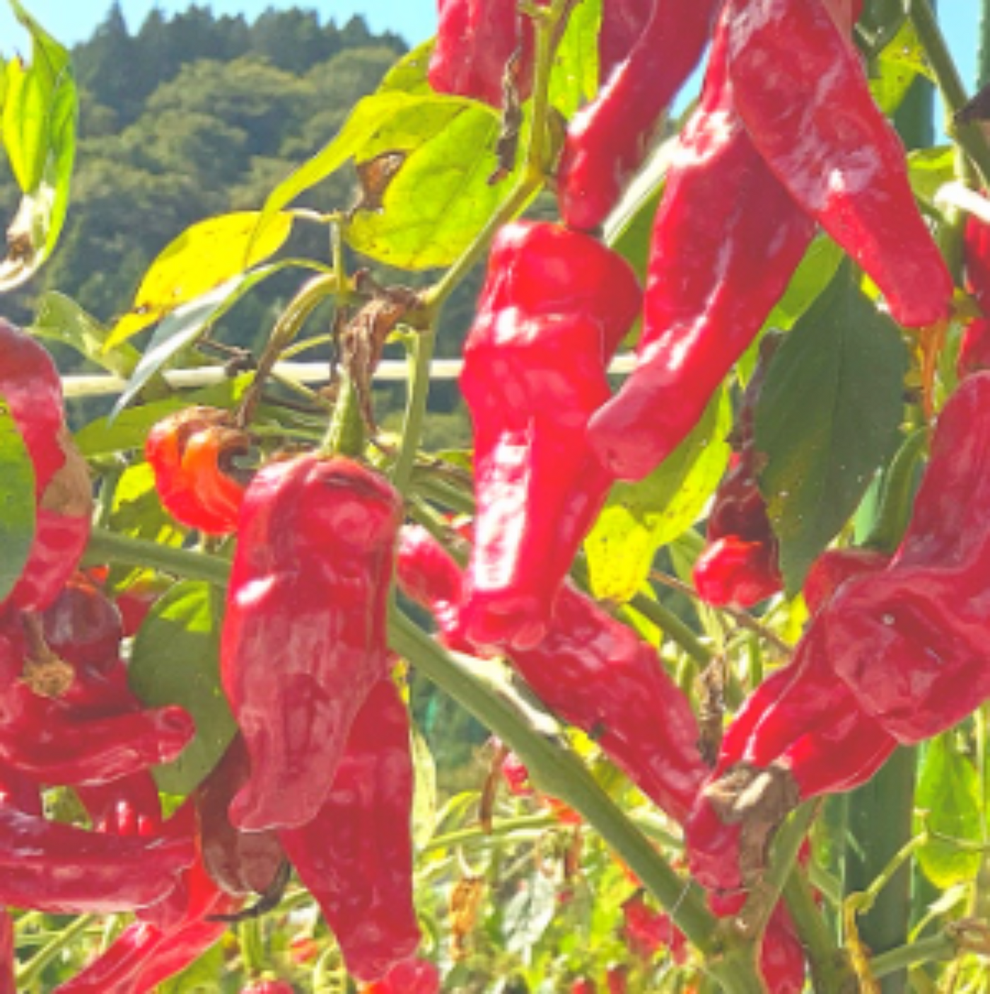 Kono-enya Ginger Shichimi Togarashi (Seven Spice with Ginger) 0.18oz/5g (Pack of 30)