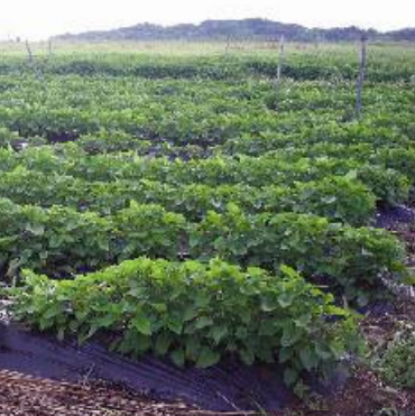 Okinawan Beniimo Purple Sweet Potato Powder 2.2lbs/1kg (Pack of 10)