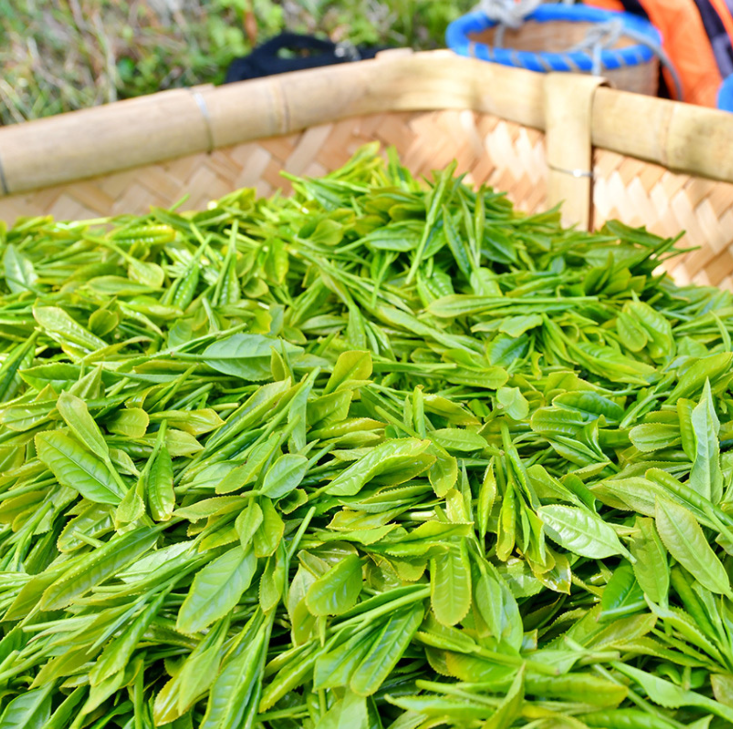 Sasaki Seicha Hojicha (Roasted Green Tea) Powder