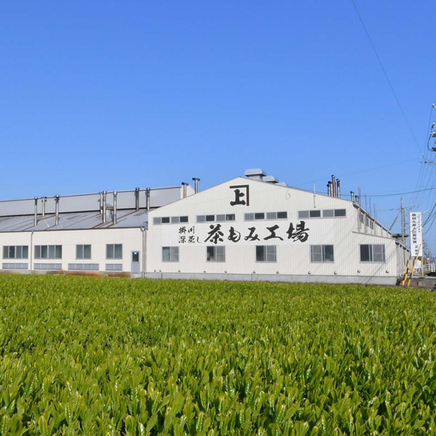 Sasaki Seicha Wakocha (Japanese Black Tea) Powder