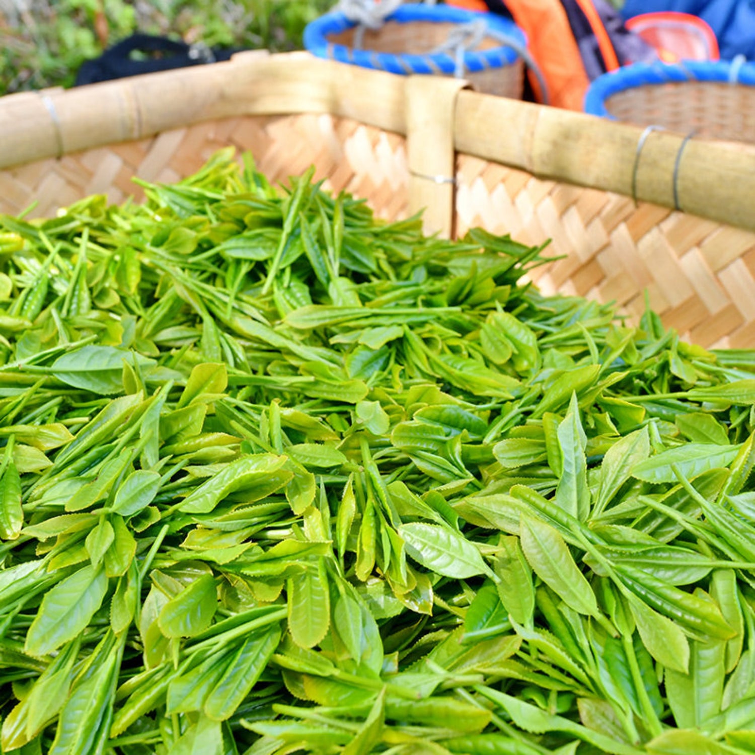 Sasaki Seicha Premium Culinary Matcha
