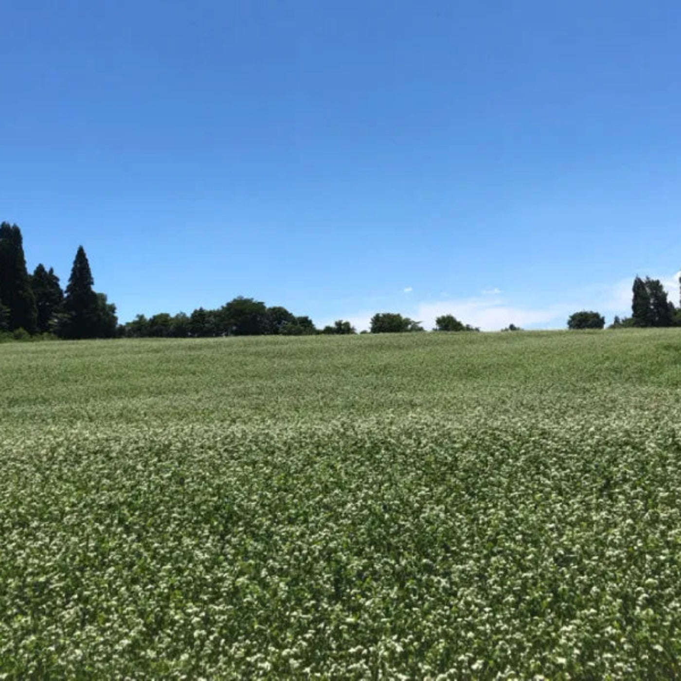 Ichikara 100% Buckwheat Dried Soba Noodles 6.35oz/180g (Pack of 36)