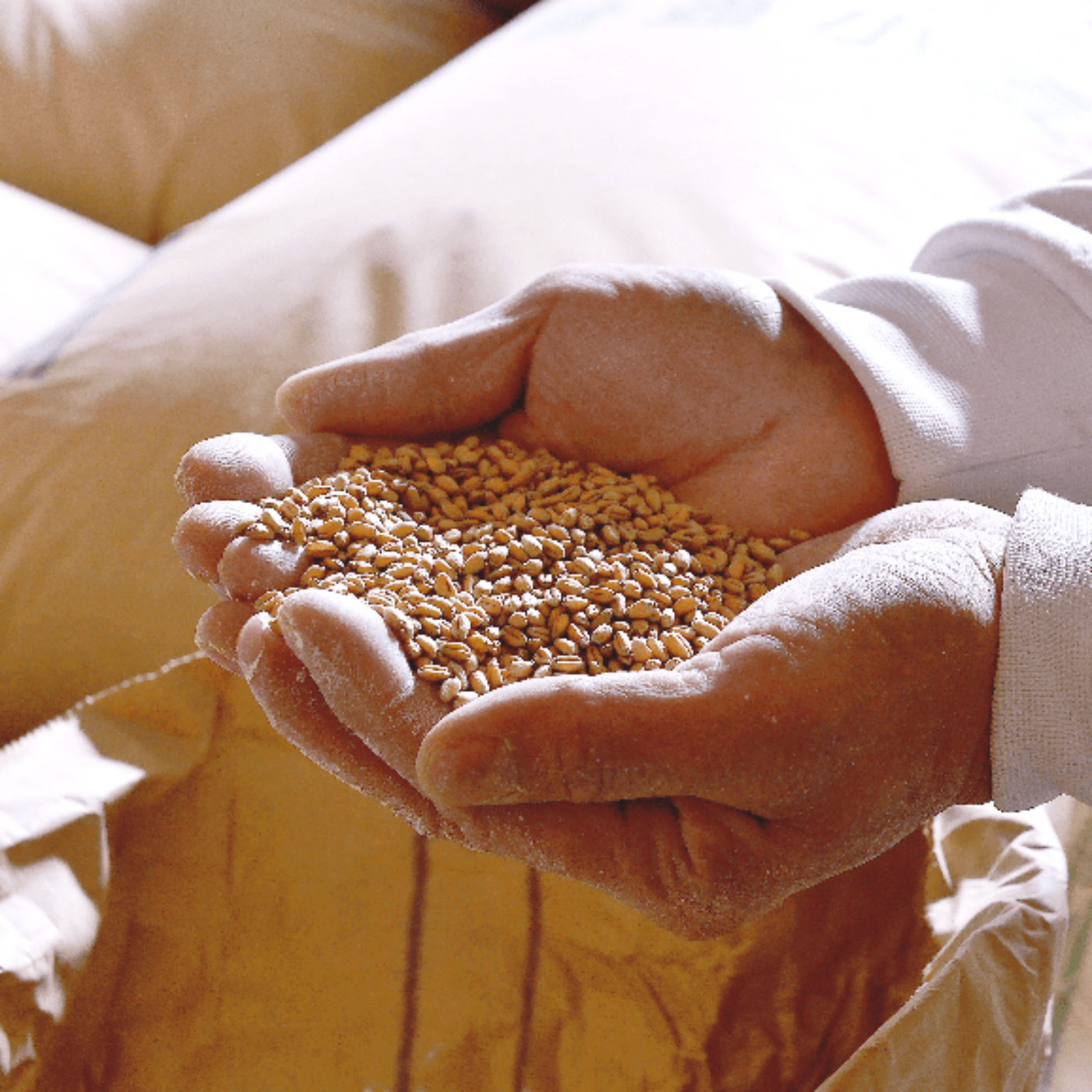 Kaneko Seimen Whole Wheat Thick Udon Noodles – 30 Bundles 8.47oz/240g (Pack of 30)