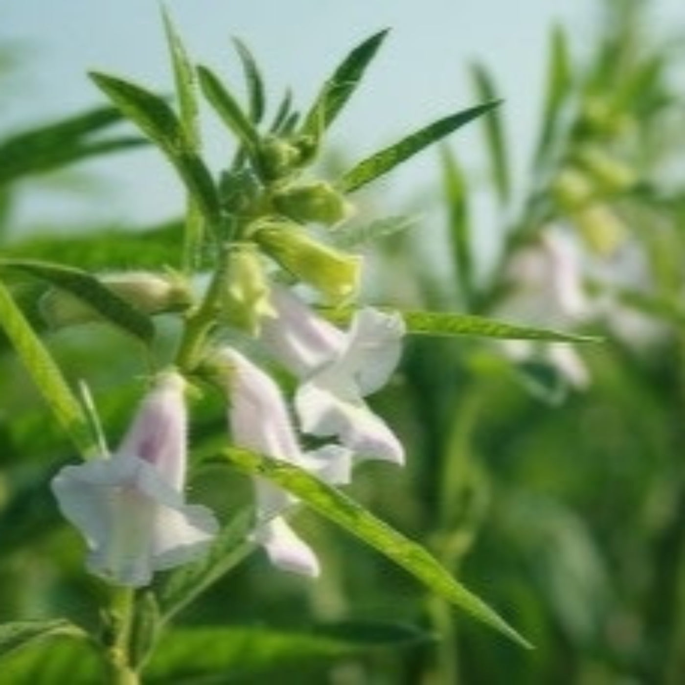 Kuki Black Sesame (Kuro Goma) Latte Powder 10.58oz/300g (Pack of 12)