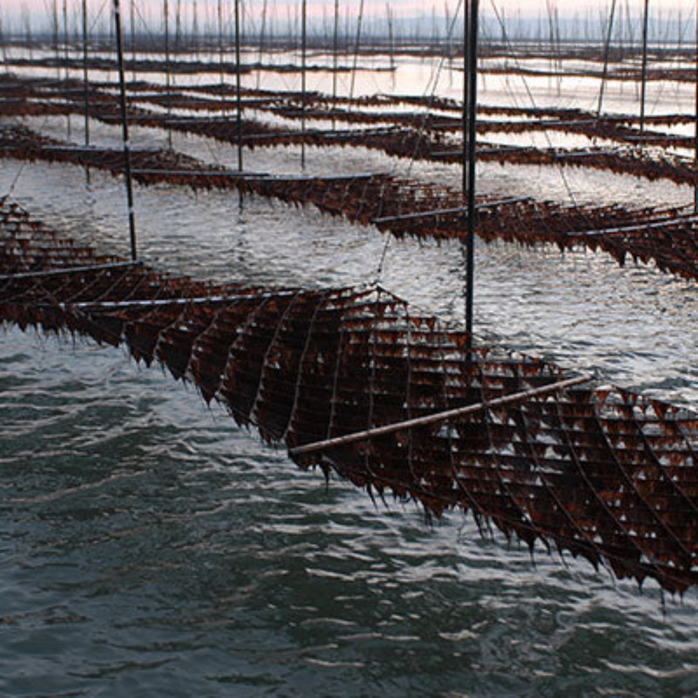 Isokoma Shredded Roasted Nori (Kizami Nori) - 3mm Cut 0.18oz/5g (Pack of 500)