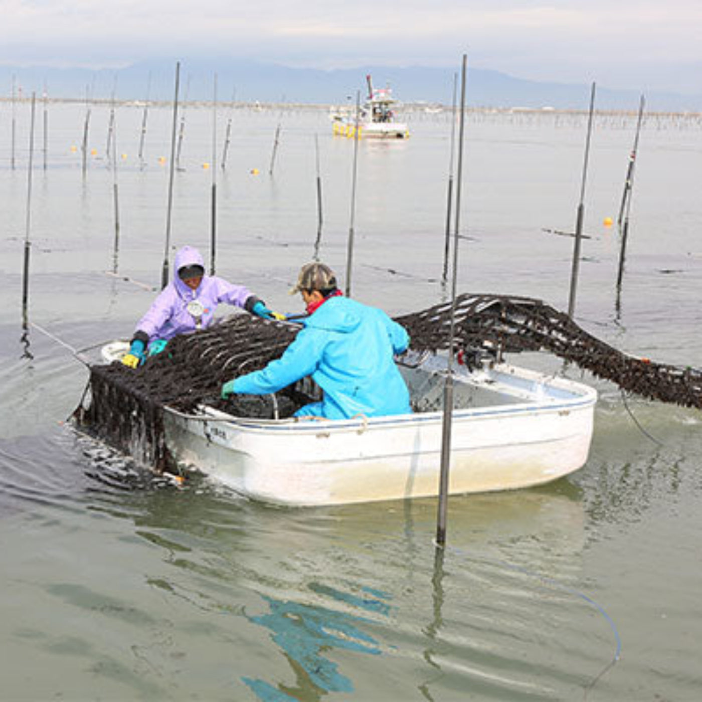 Isokoma Shredded Roasted Nori (Kizami Nori) - 3mm Cut 0.18oz/5g (Pack of 500)