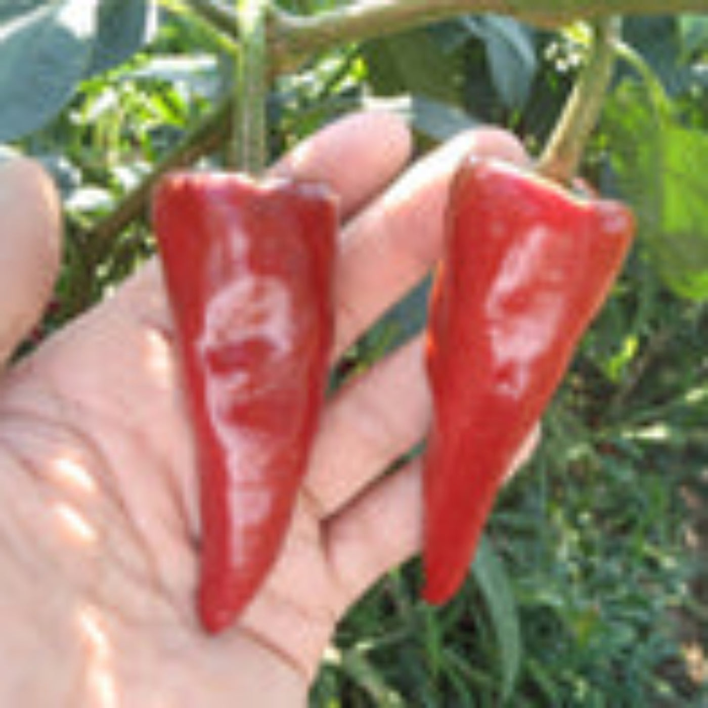 Amari Kyoto Craft Curry Roux – Mild 2.2lbs/1kg (Pack of 12)